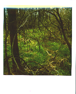 witcheswood4.jpg (113892 bytes)